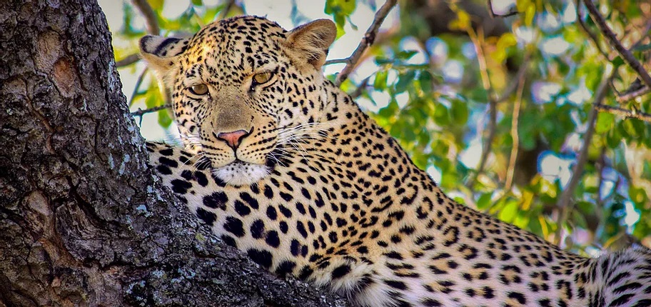 Luxury Safari South Africa